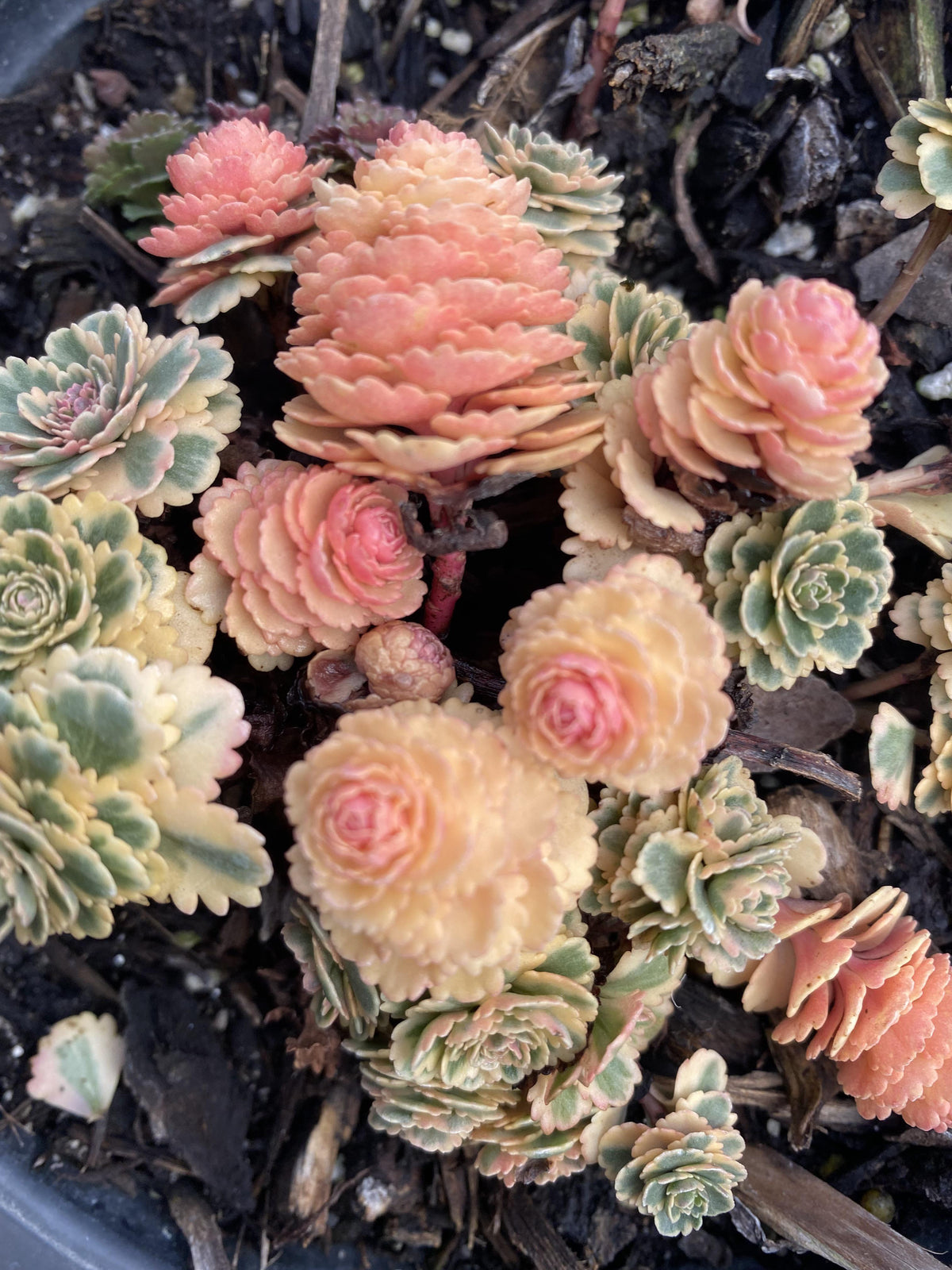 Sedum 'atlantis' - View 14 from www redcrocus com