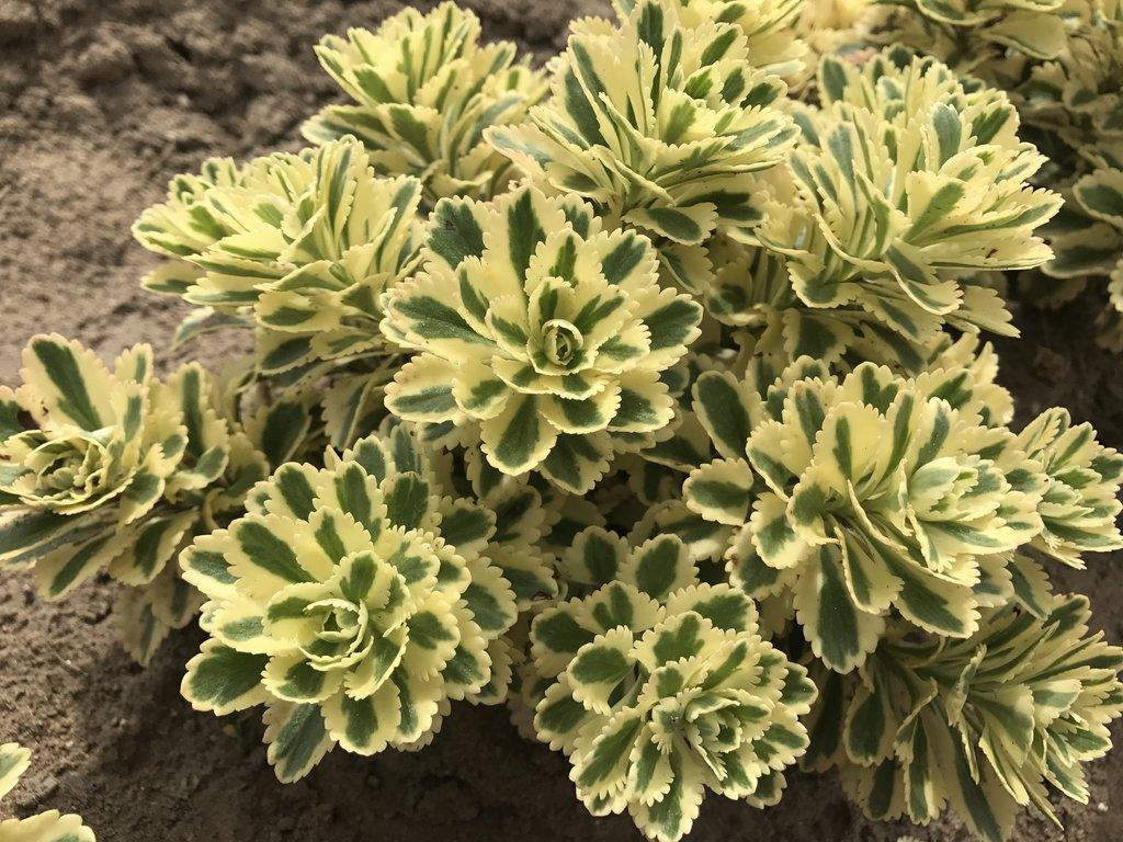 Sedum 'atlantis' - View 20 from www redcrocus com