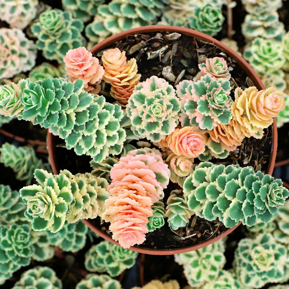 Sedum 'atlantis' - View 21 from www redcrocus com