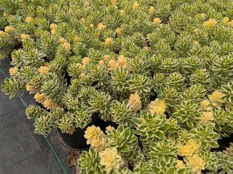 Sedum 'atlantis' - View 22 from www redcrocus com