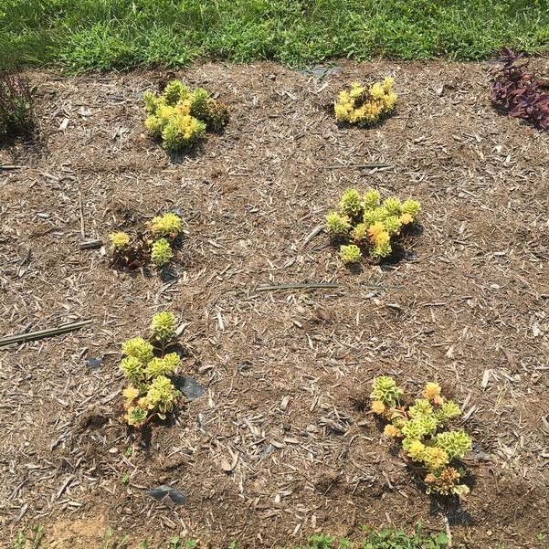 Sedum 'atlantis' - View 26 from www redcrocus com