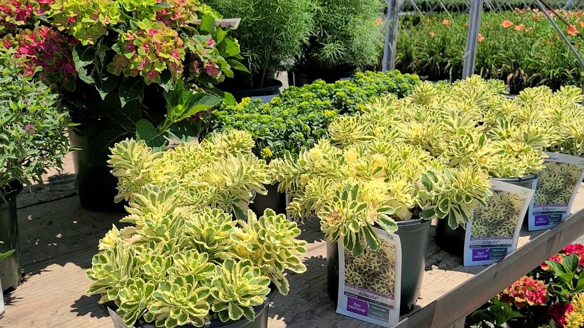 Sedum 'atlantis' - View 27 from www redcrocus com