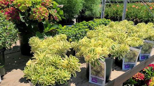 Sedum 'atlantis' - View 27 from www redcrocus com