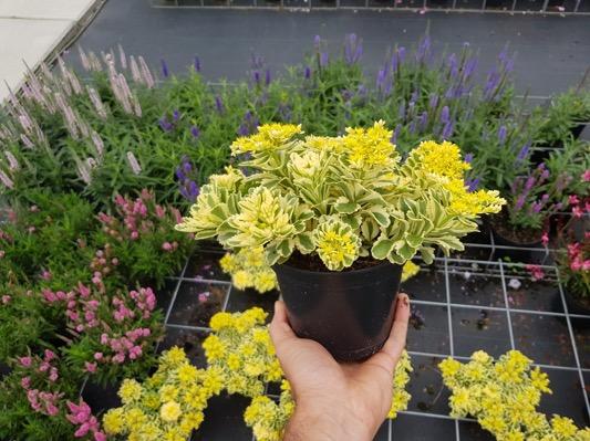 Sedum 'atlantis' - View 28 from www redcrocus com