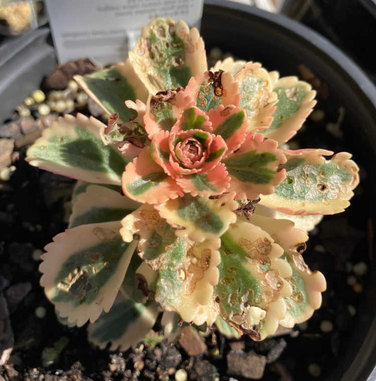 Sedum 'atlantis' - View 29 from www redcrocus com