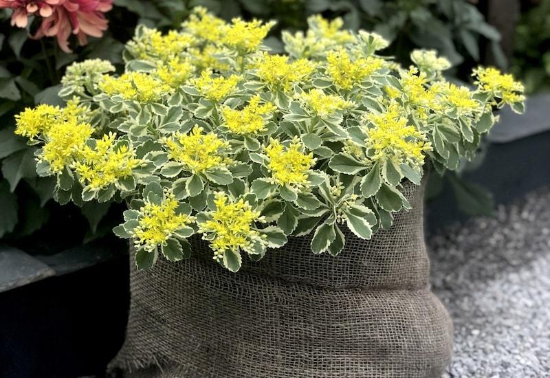 Sedum 'atlantis' - View 2 from www redcrocus com