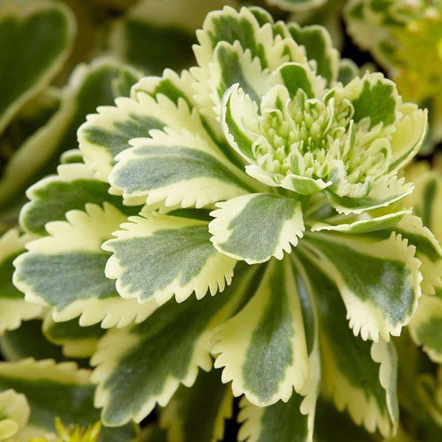 Sedum 'atlantis' - View 30 from www redcrocus com