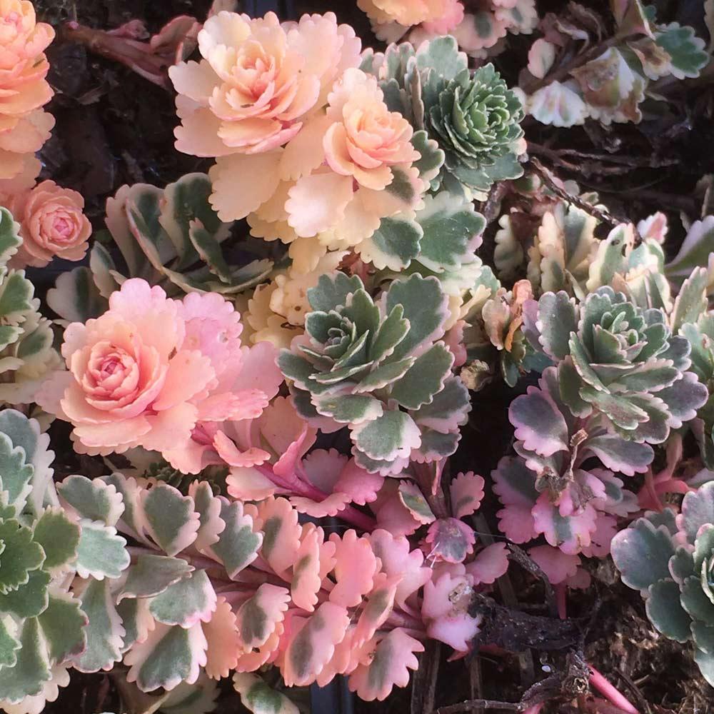Sedum 'atlantis' - View 31 from www redcrocus com