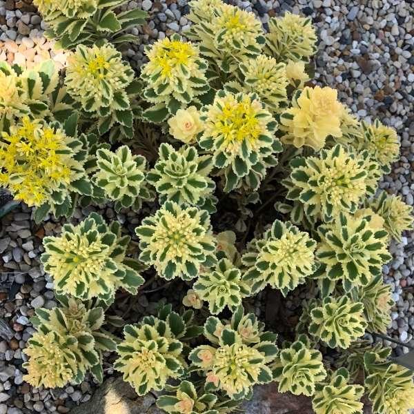 Sedum 'atlantis' - View 33 from www redcrocus com