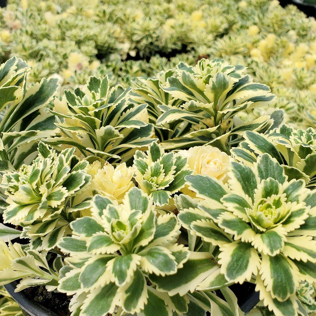 Sedum 'atlantis' - View 34 from www redcrocus com