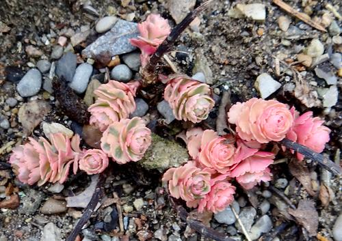 Sedum 'atlantis' - View 37 from www redcrocus com