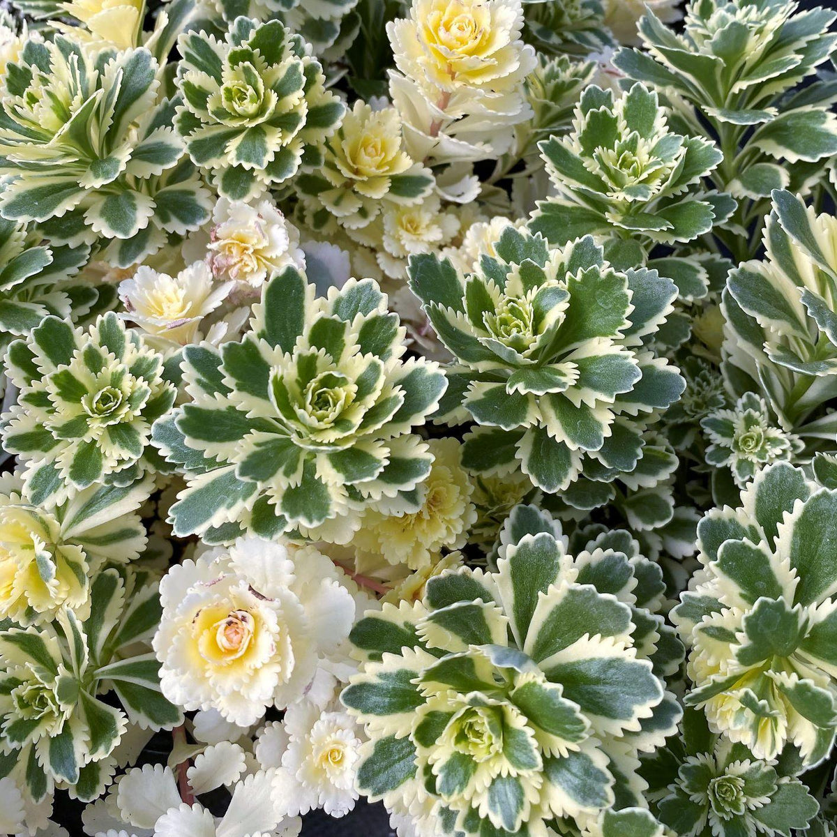 Sedum 'atlantis' - View 3 from www redcrocus com