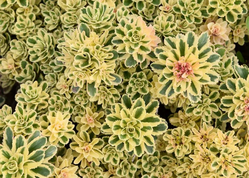 Sedum 'atlantis' - View 5 from www redcrocus com