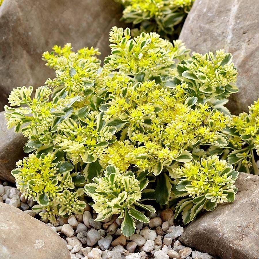 Sedum 'atlantis' - View 6 from www redcrocus com