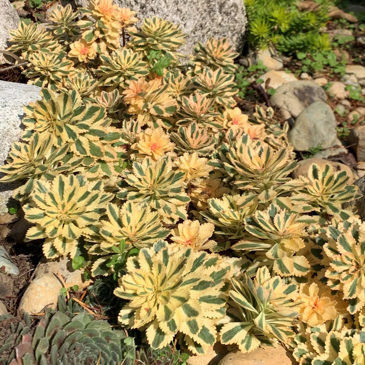 Sedum 'atlantis' - View 7 from www redcrocus com