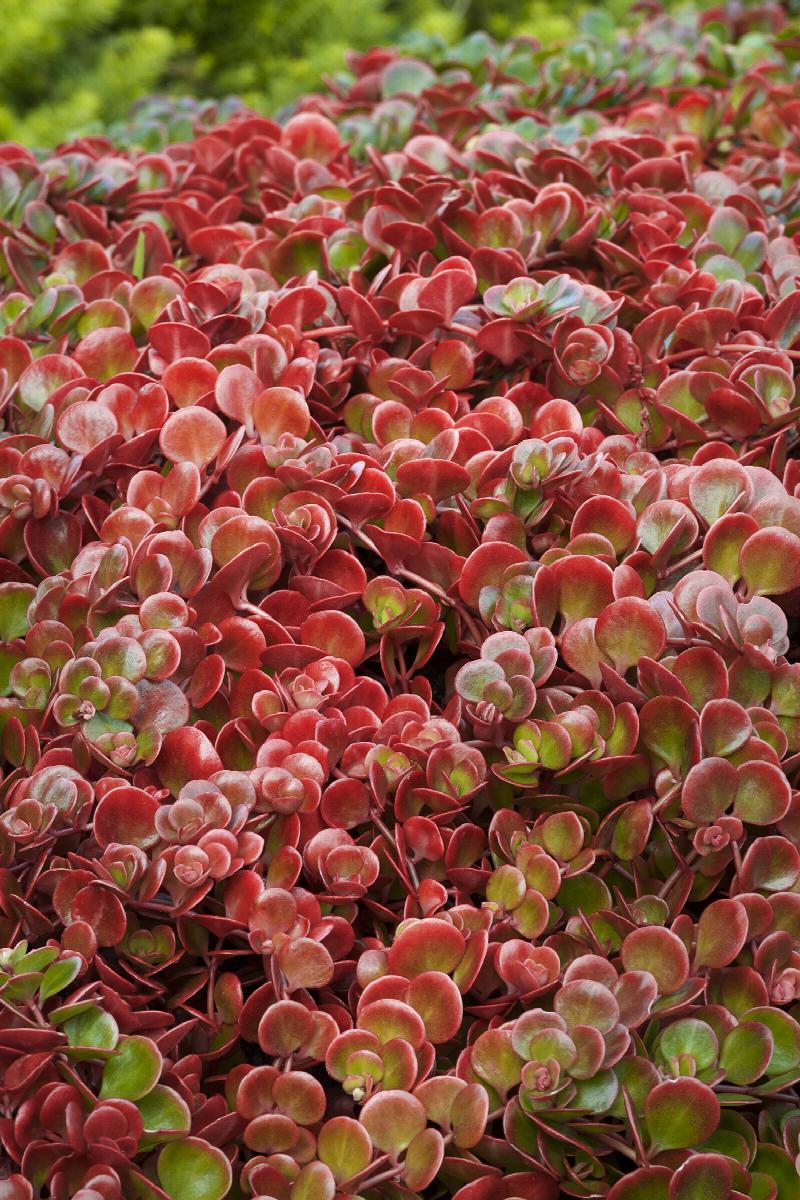 Sedum 'coral Reef' - View 10 from www redcrocus com