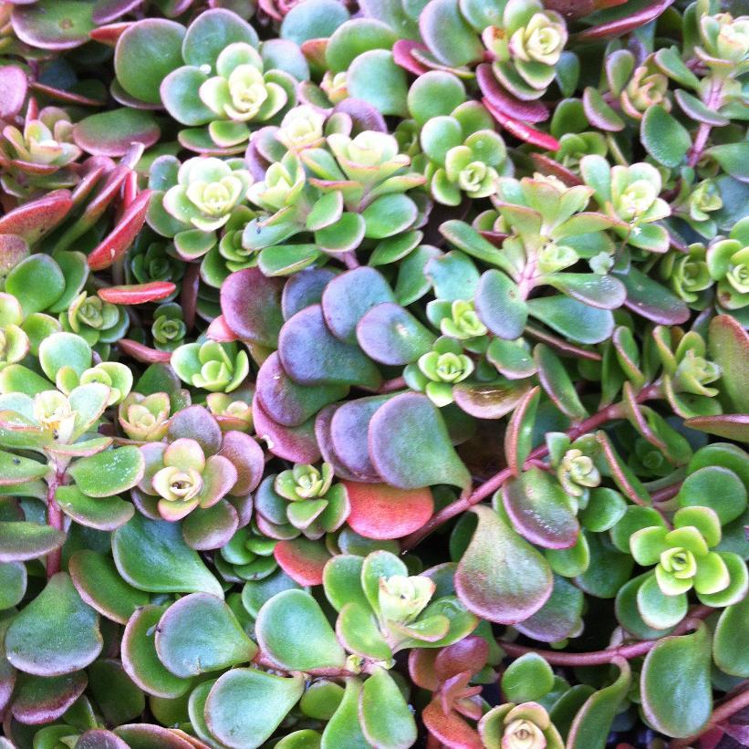 Sedum 'coral Reef' - View 12 from www redcrocus com