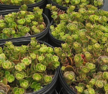Sedum 'coral Reef' - View 14 from www redcrocus com