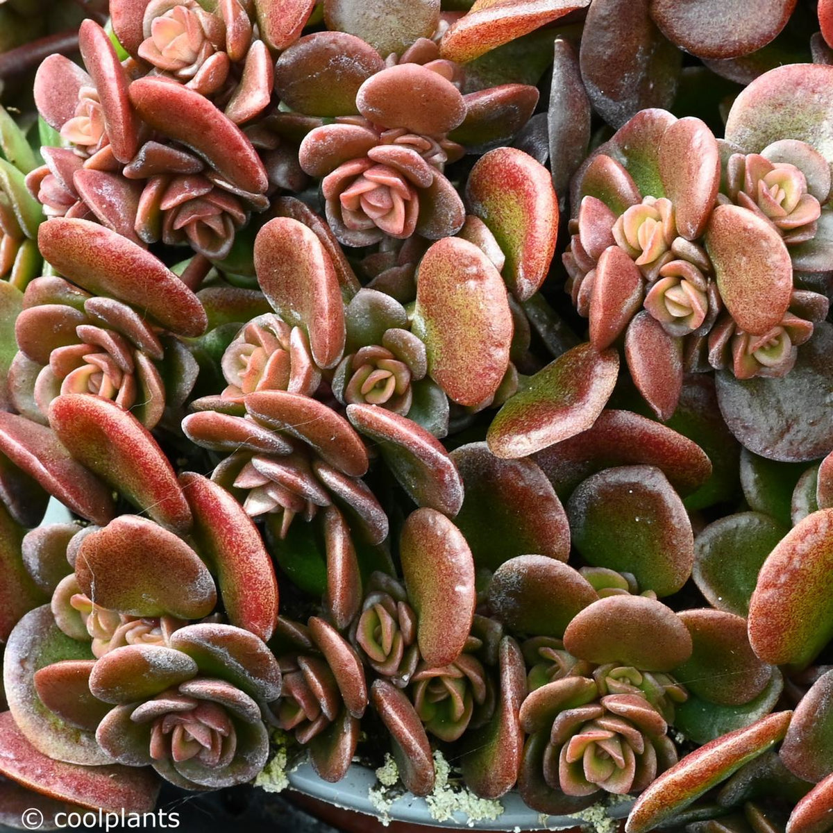 Sedum 'coral Reef' - View 18 from www redcrocus com