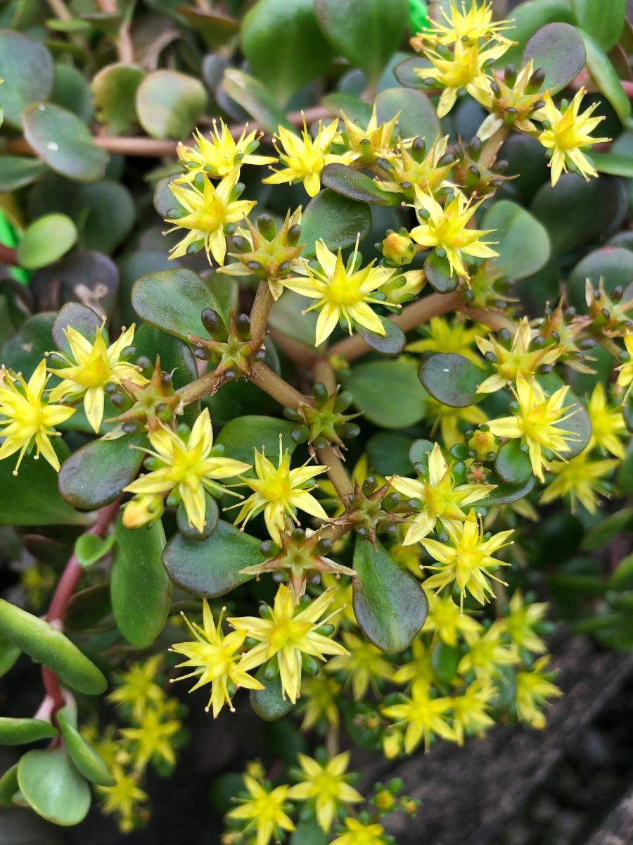Sedum 'coral Reef' - View 19 from www redcrocus com