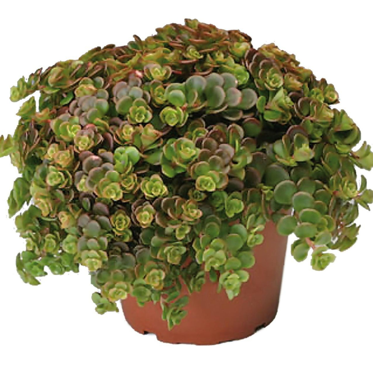 Sedum 'coral Reef' - View 21 from www redcrocus com