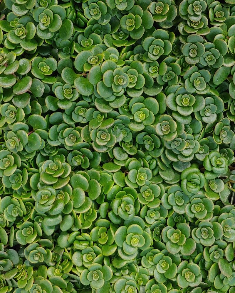 Sedum 'coral Reef' - View 22 from www redcrocus com