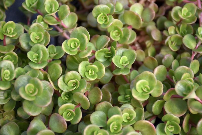 Sedum 'coral Reef' - View 23 from www redcrocus com