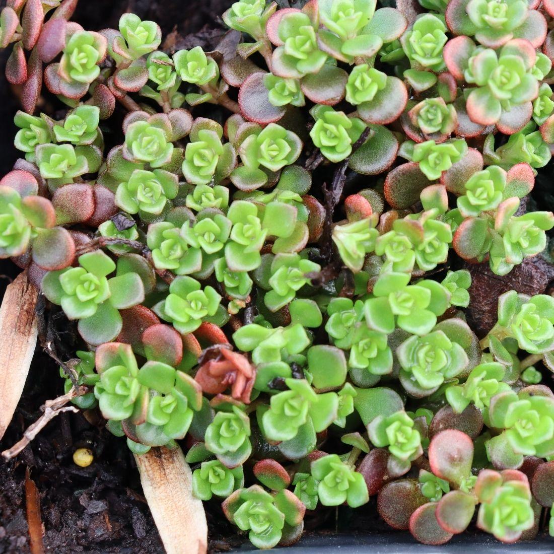 Sedum 'coral Reef' - View 25 from www redcrocus com