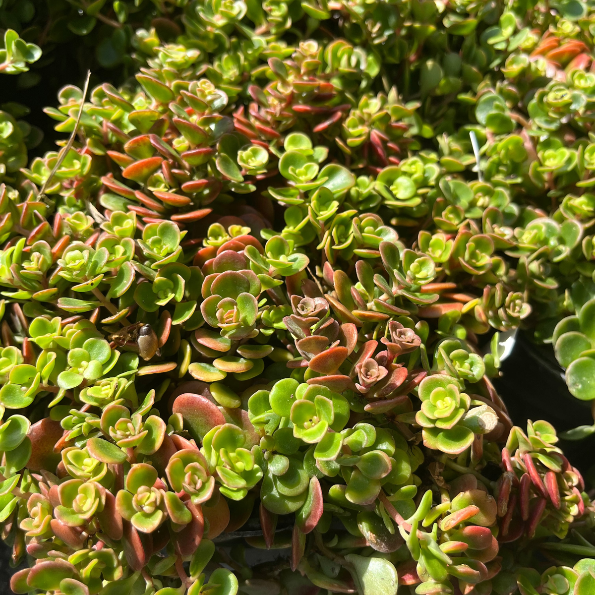 Sedum 'coral Reef' - View 26 from www redcrocus com