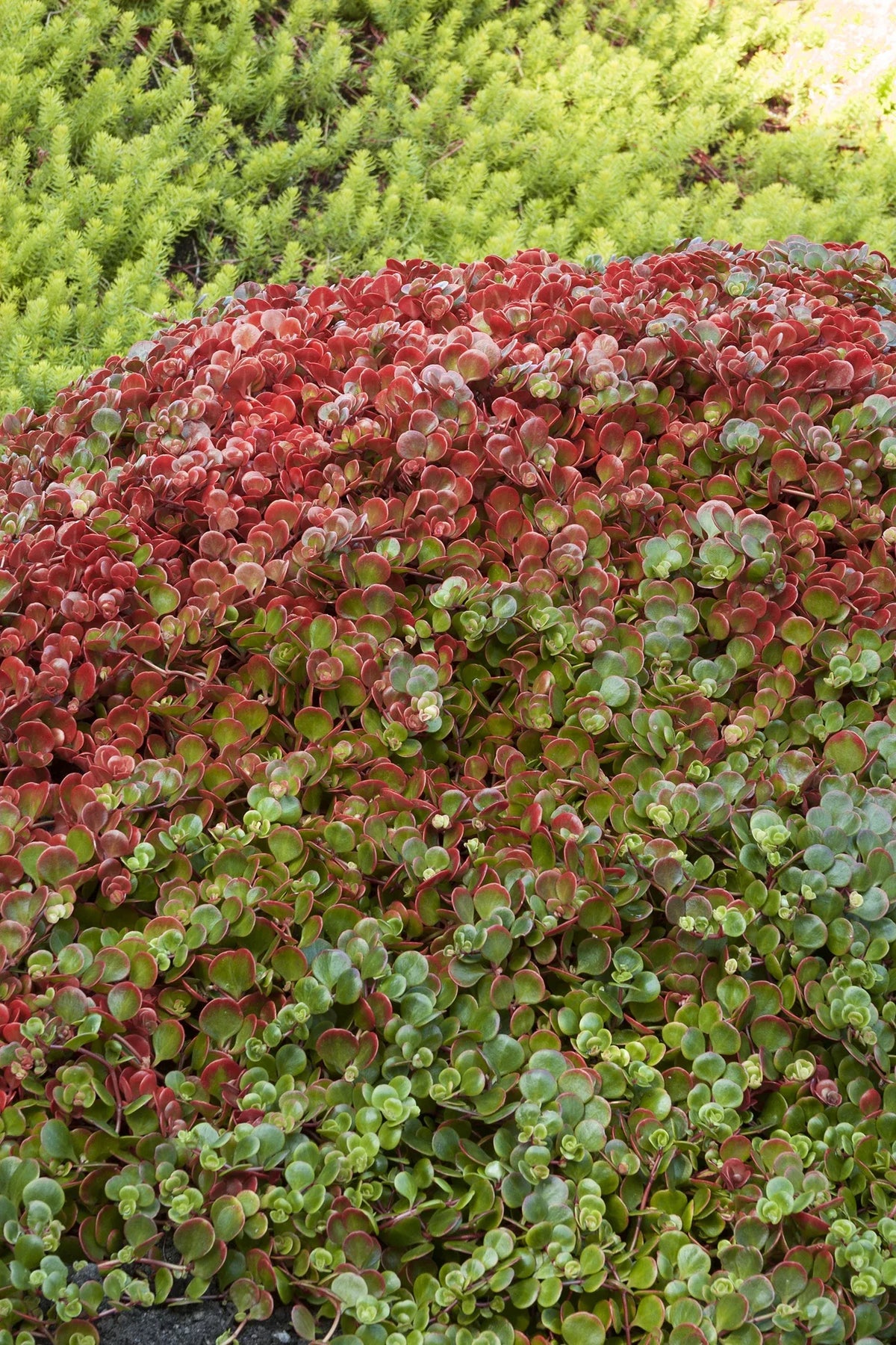 Sedum 'coral Reef' - View 27 from www redcrocus com