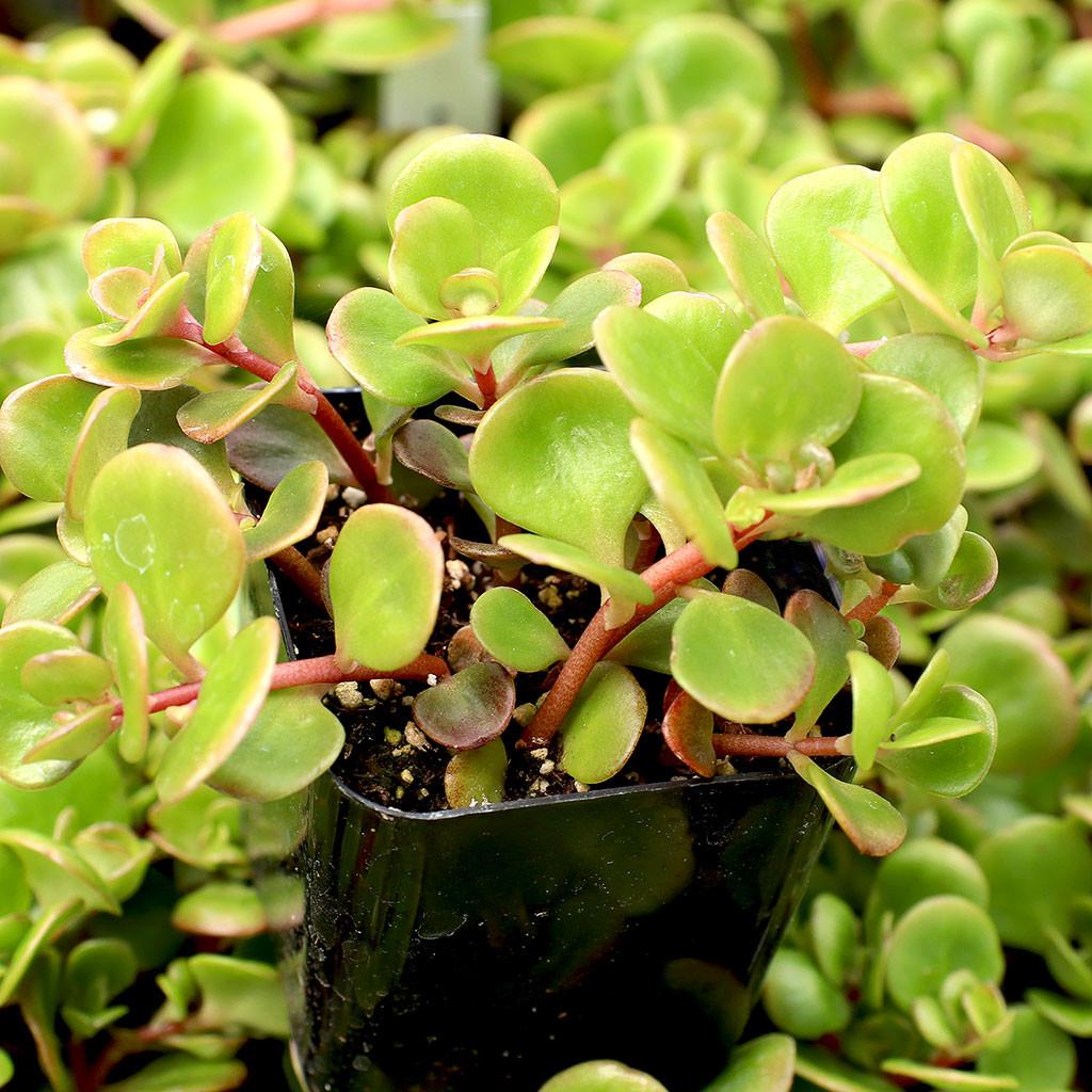 Sedum 'coral Reef' - View 2 from www redcrocus com