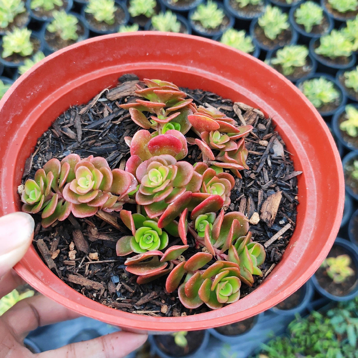 Sedum 'coral Reef' - View 33 from www redcrocus com