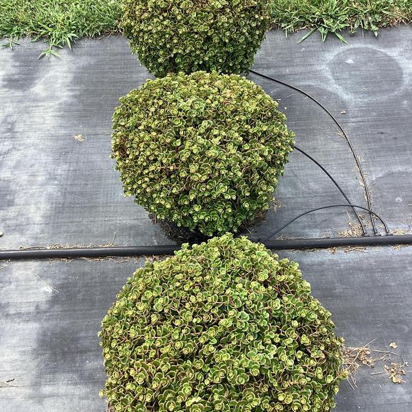 Sedum 'coral Reef' - View 4 from www redcrocus com