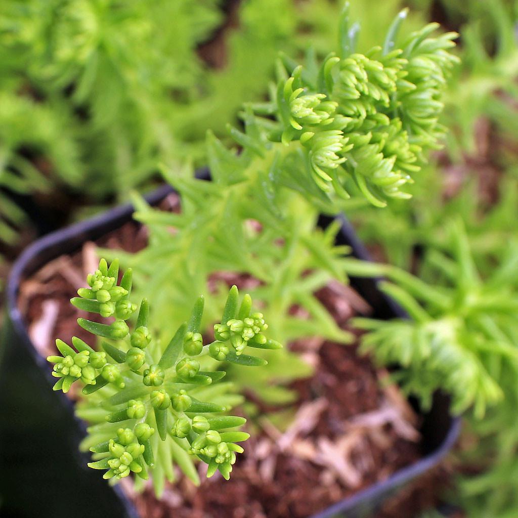 Sedum Mexicanum 'lemon Ball' - View 12 from www redcrocus com