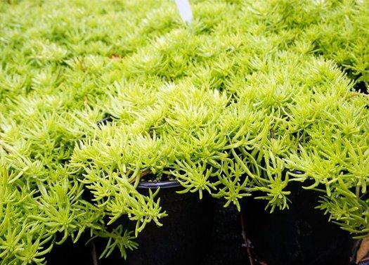 Sedum Mexicanum 'lemon Ball' - View 14 from www redcrocus com