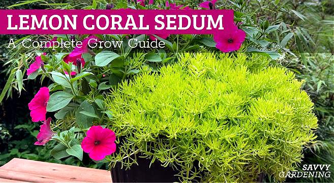 Sedum Mexicanum 'lemon Ball' - View 15 from www redcrocus com