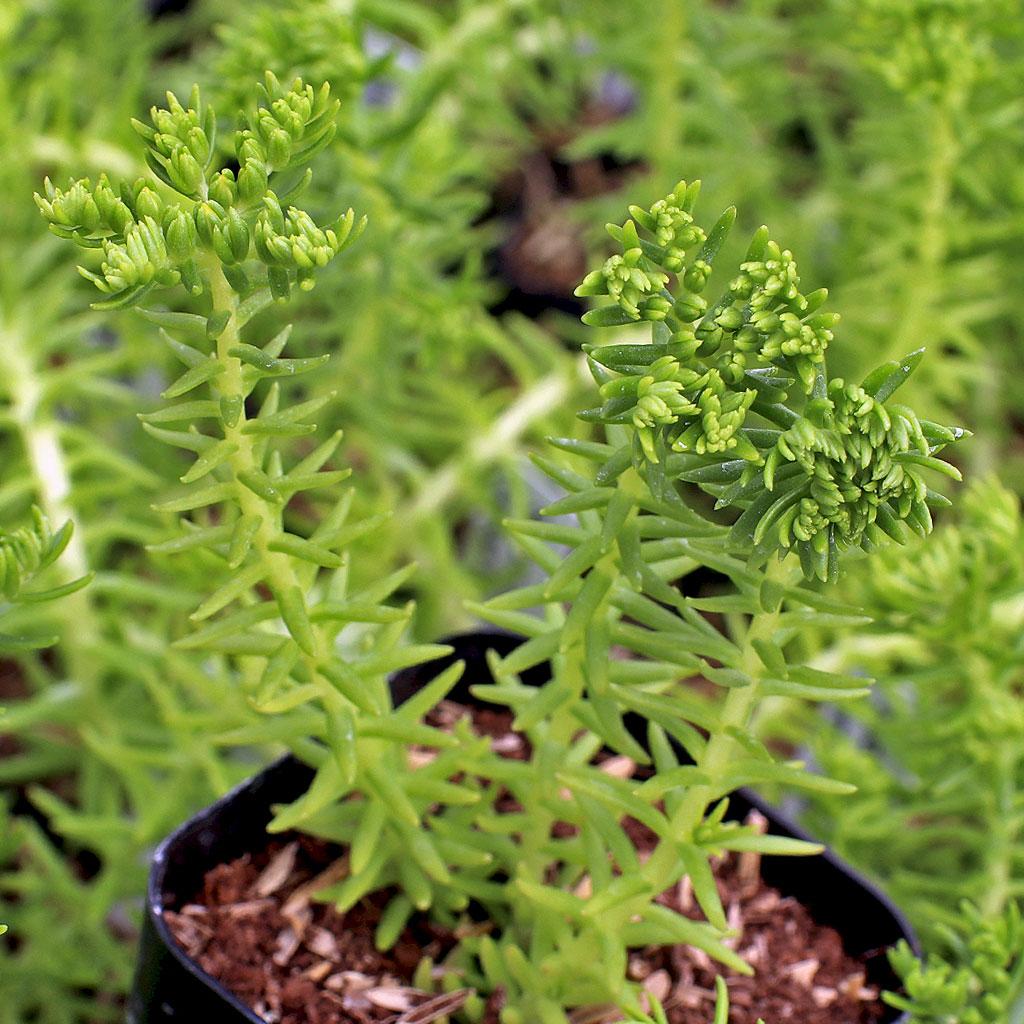 Sedum Mexicanum 'lemon Ball' - View 16 from www redcrocus com