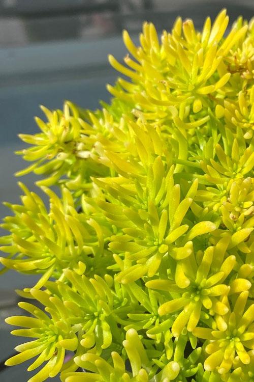 Sedum Mexicanum 'lemon Ball' - View 1 from www redcrocus com