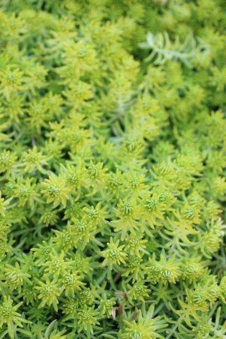Sedum Mexicanum 'lemon Ball' - View 20 from www redcrocus com