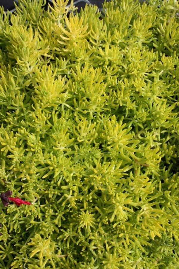 Sedum Mexicanum 'lemon Ball' - View 21 from www redcrocus com