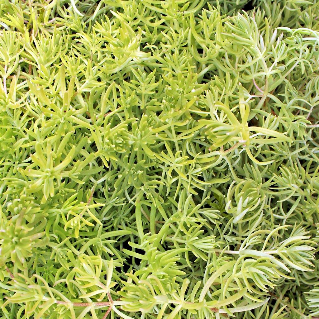 Sedum Mexicanum 'lemon Ball' - View 22 from www redcrocus com