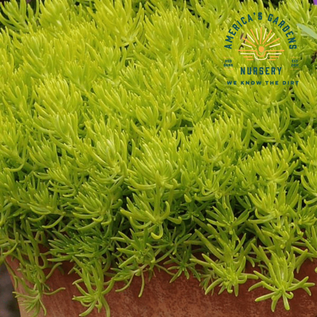 Sedum Mexicanum 'lemon Ball' - View 23 from www redcrocus com