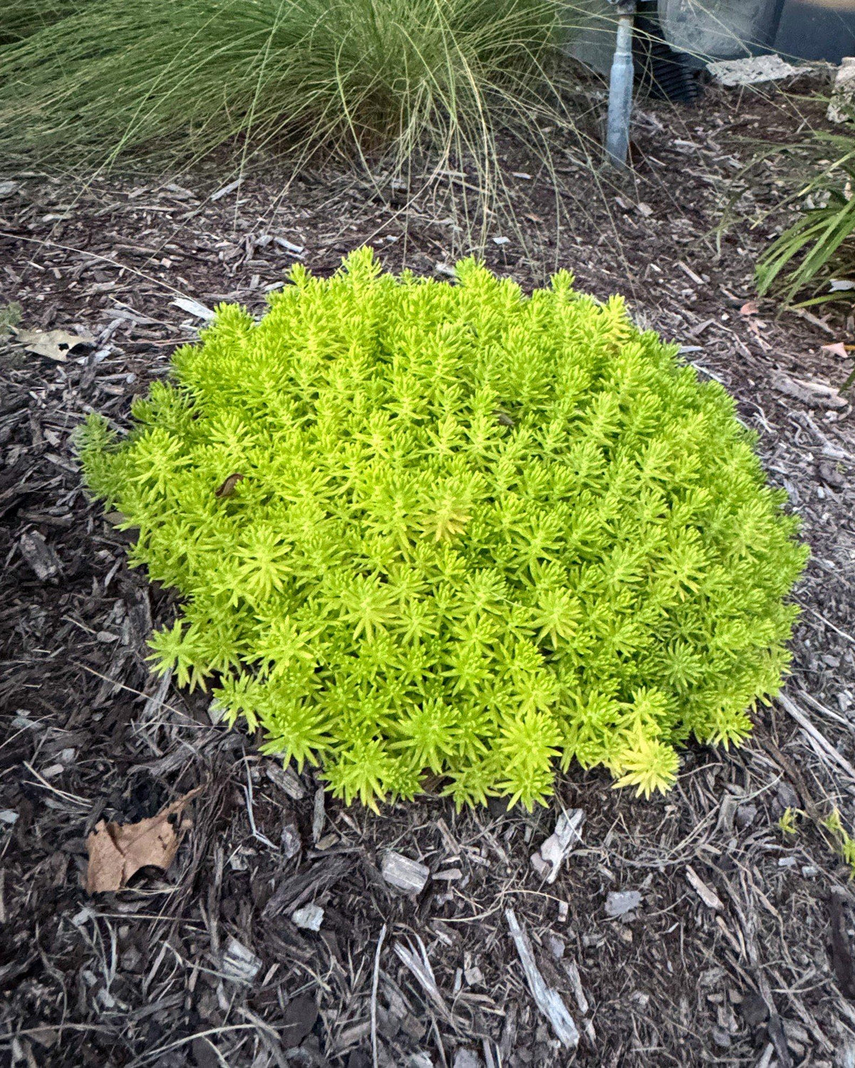 Sedum Mexicanum 'lemon Ball' - View 23 from www redcrocus com