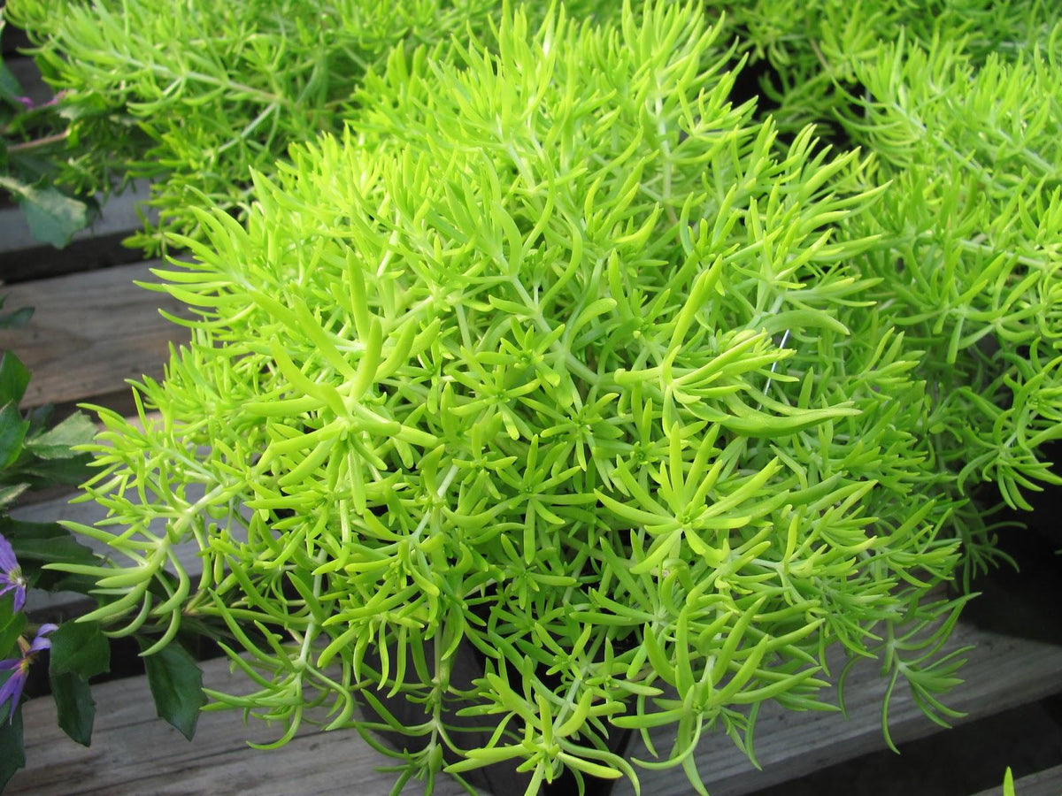 Sedum Mexicanum 'lemon Ball' - View 25 from www redcrocus com