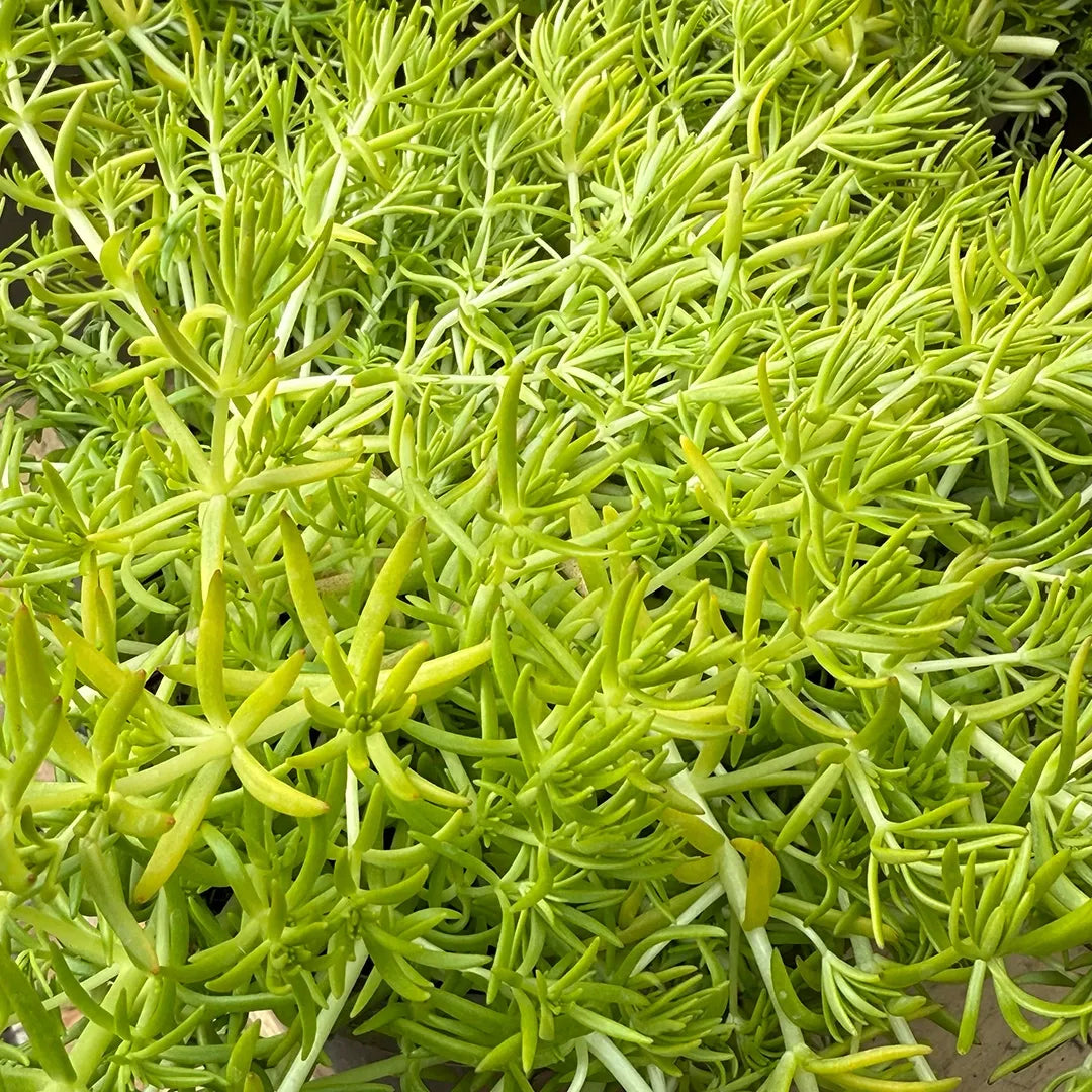 Sedum Mexicanum 'lemon Ball' - View 27 from www redcrocus com