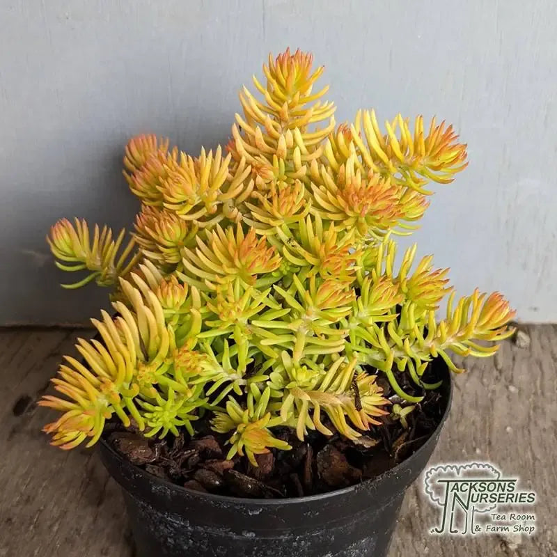 Sedum Mexicanum 'lemon Ball' - View 29 from www redcrocus com