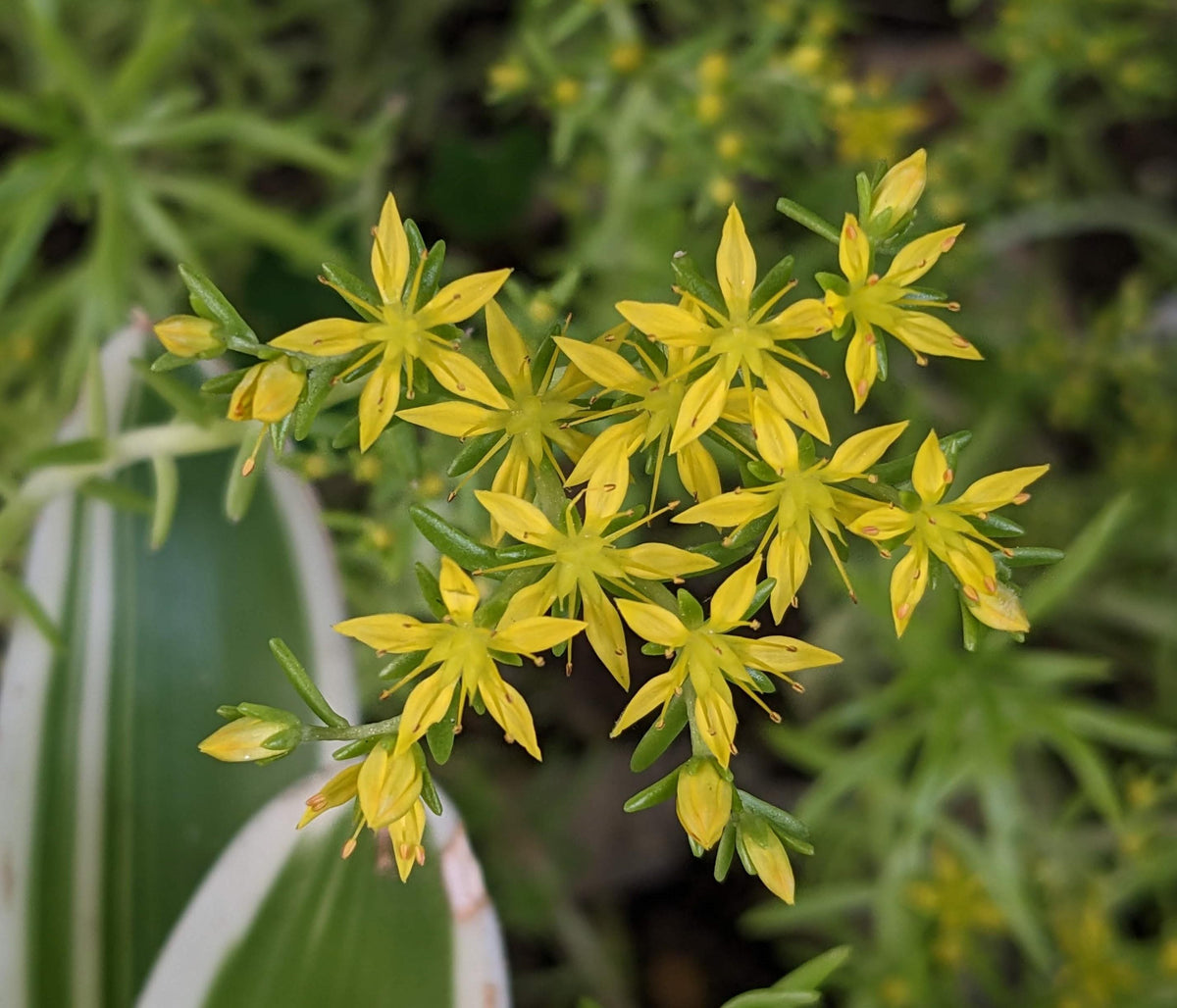 Sedum Mexicanum 'lemon Ball' - View 33 from www redcrocus com