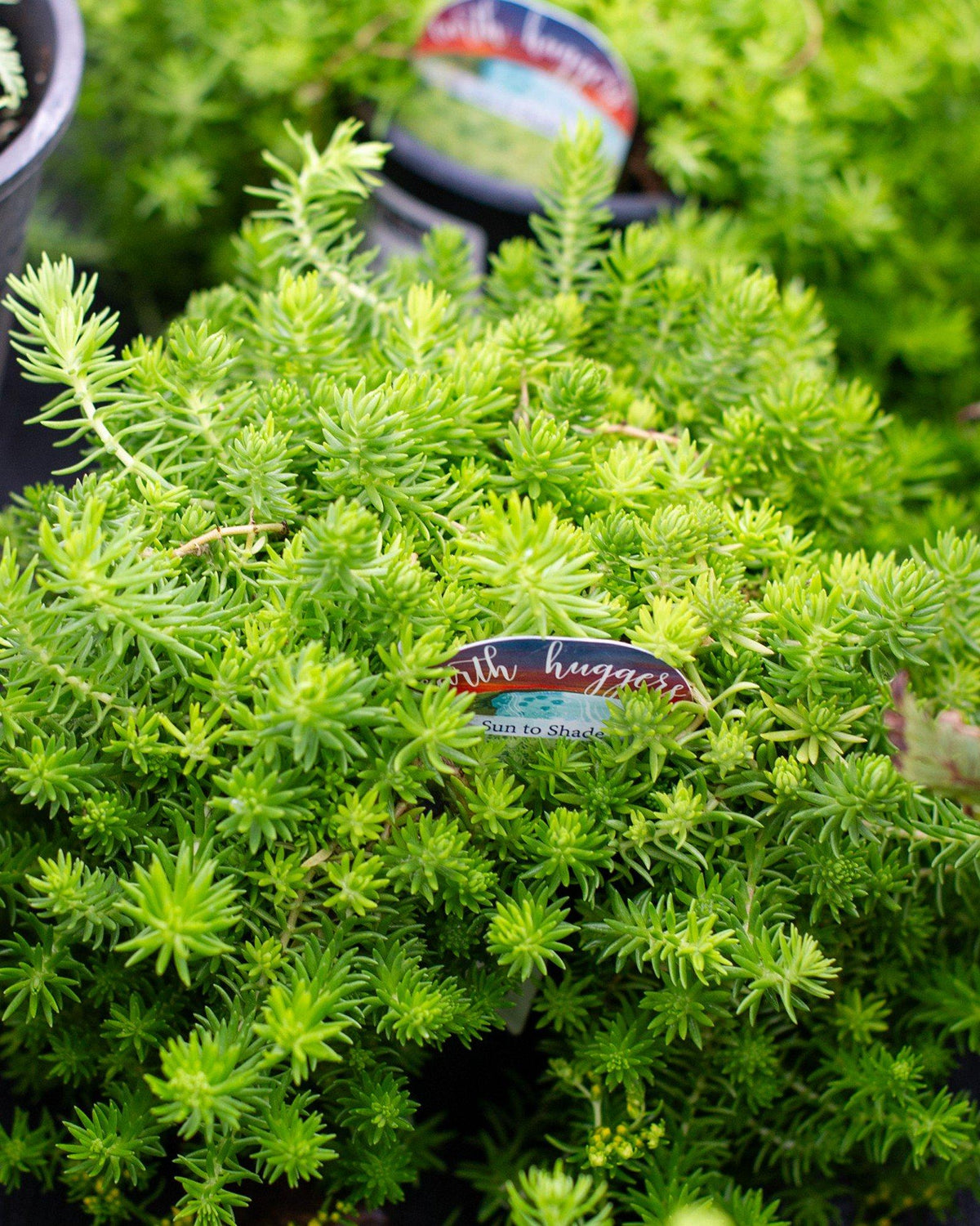 Sedum Mexicanum 'lemon Ball' - View 35 from www redcrocus com