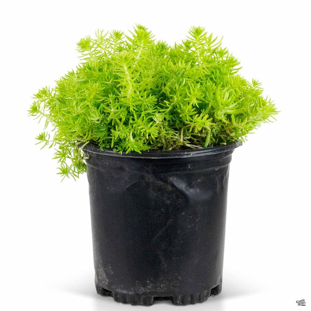 Sedum Mexicanum 'lemon Ball' - View 8 from www redcrocus com
