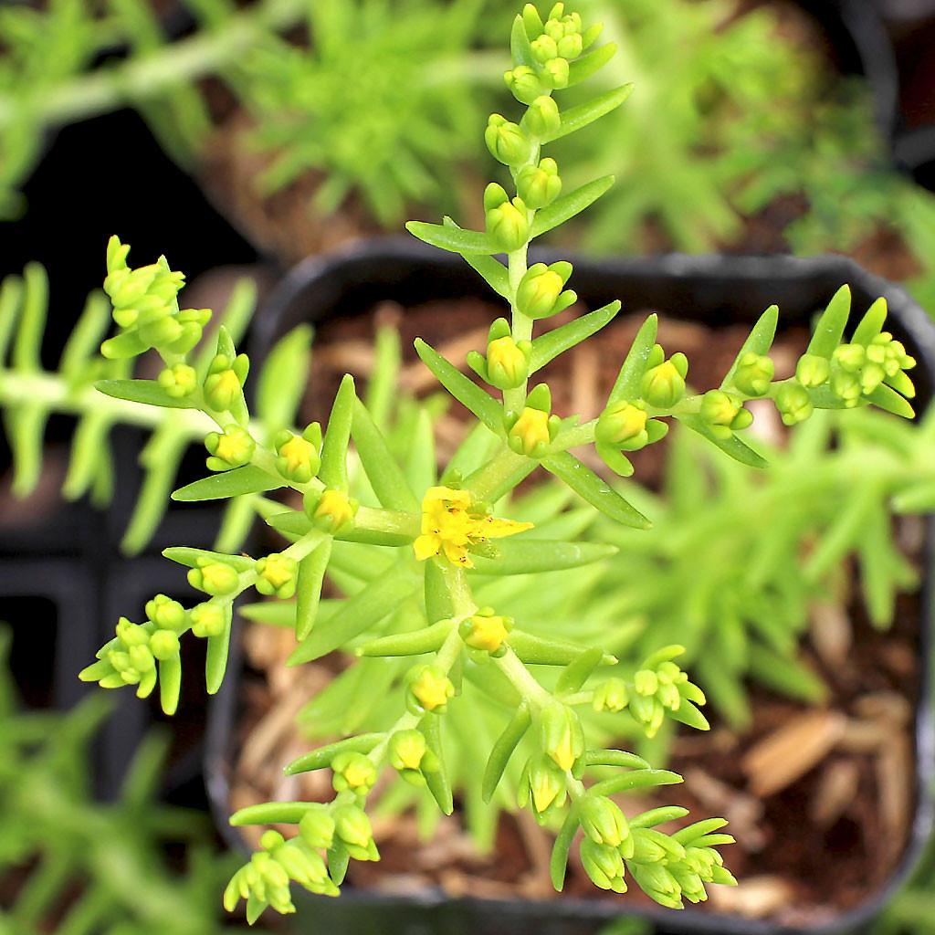 Sedum Mexicanum 'lemon Ball' - View 9 from www redcrocus com